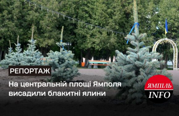 На центральній площі Ямполя висадили блакитні ялини