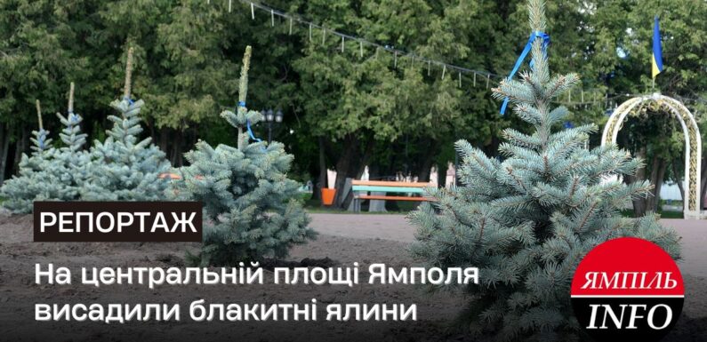 На центральній площі Ямполя висадили блакитні ялини